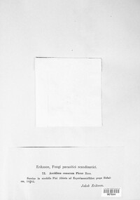 Aecidium conorum image